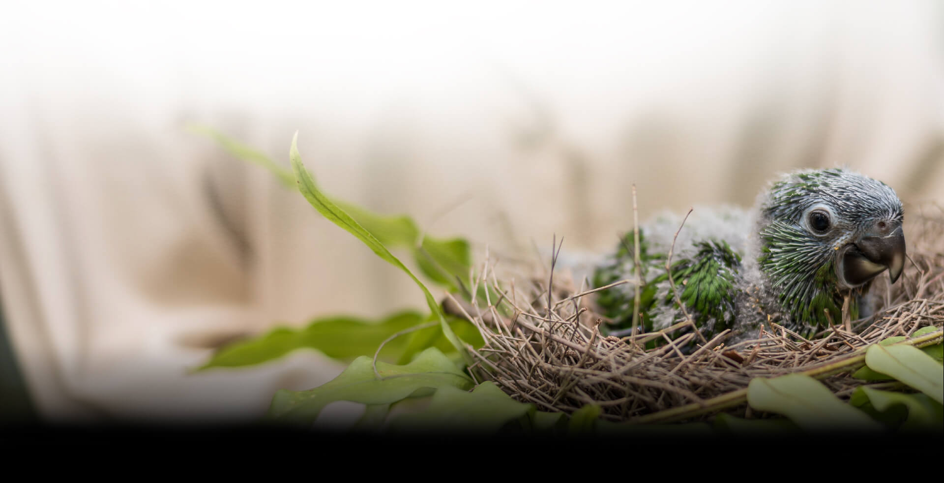 Fighting Extinction - Bali Bird Park