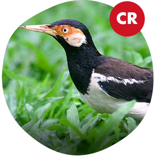 Asian Pied Starling