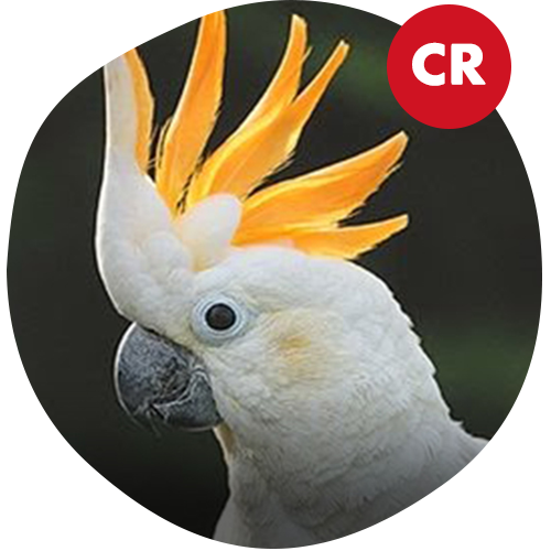 Citron Cockatoo