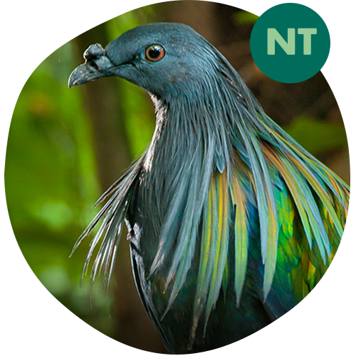 Nicobar Pigeon