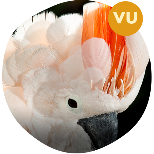 Salmon-Crested Cockatoo