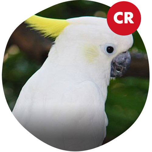 Yellow-Crested Cockatoo